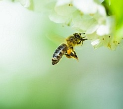 Pszczoły zapylają kwiaty. Miodocukrowe ciasto -to  miłość każdej pszczoły.