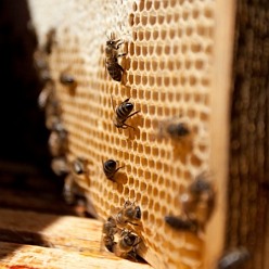 Pszczoly - Pokarmy dla pasieki pszczelarskie - fondant pszczeli, pasta dla pszczół, syrup inwertowy dla pszczoł